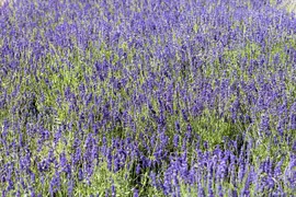 Lavandula angustifolia (Spijklavendel) - afbeelding 16
