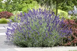Lavandula angustifolia (Spijklavendel) - afbeelding 20