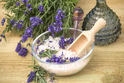 Lavandula angustifolia (Spijklavendel) - afbeelding 27