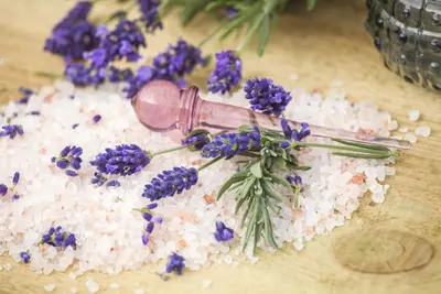 Lavandula angustifolia (Spijklavendel) - afbeelding 28