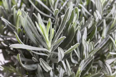 Lavandula angustifolia (Spijklavendel) - afbeelding 35