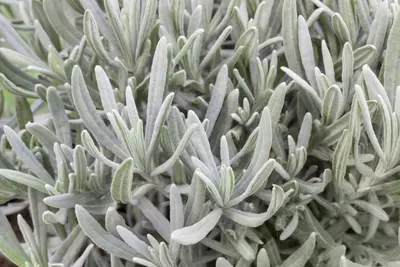 Lavandula angustifolia (Spijklavendel) - afbeelding 39
