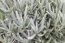 Lavandula angustifolia (Spijklavendel) - afbeelding 39