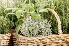 Lavandula angustifolia (Spijklavendel) - afbeelding 51