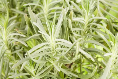 Lavandula angustifolia (Spijklavendel) - afbeelding 52