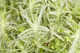 Lavandula angustifolia (Spijklavendel) - afbeelding 52