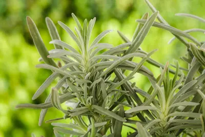 Lavandula angustifolia (Spijklavendel) - afbeelding 53