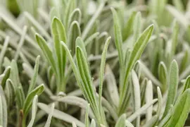 Lavandula angustifolia (Spijklavendel) - afbeelding 61