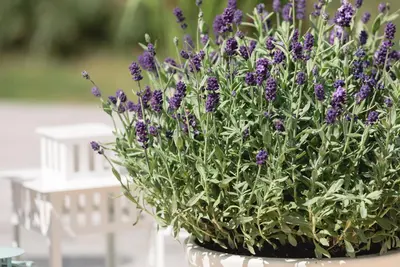 Lavandula angustifolia (Spijklavendel) - afbeelding 72