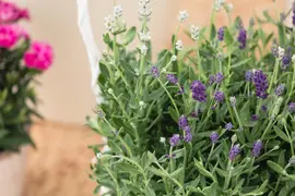 Lavandula angustifolia (Spijklavendel) - afbeelding 77