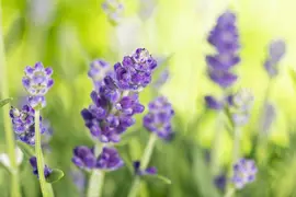 Lavandula angustifolia (Spijklavendel) - afbeelding 86