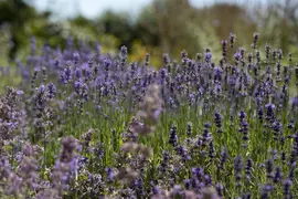 Lavandula angustifolia (Spijklavendel) - afbeelding 92