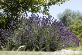 Lavandula angustifolia (Spijklavendel) - afbeelding 95