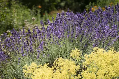 Lavandula angustifolia (Spijklavendel) - afbeelding 97