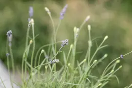 Lavandula angustifolia (Spijklavendel) - afbeelding 103