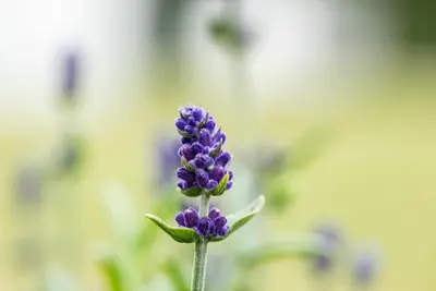 Lavandula angustifolia (Spijklavendel) - afbeelding 113