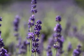 Lavandula angustifolia (Spijklavendel) - afbeelding 114