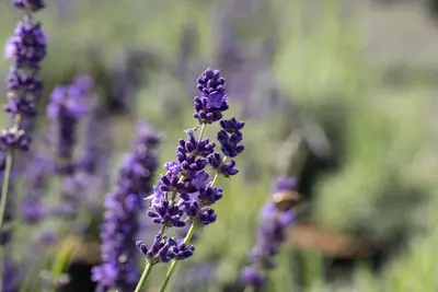 Lavandula angustifolia (Spijklavendel) - afbeelding 116