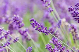Lavandula angustifolia (Spijklavendel) - afbeelding 120