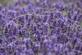 Lavandula angustifolia (Spijklavendel) - afbeelding 15