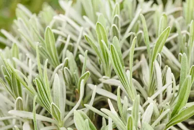 Lavandula angustifolia (Spijklavendel) - afbeelding 62