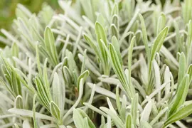Lavandula angustifolia (Spijklavendel) - afbeelding 62