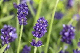 Lavandula angustifolia (Spijklavendel) - afbeelding 79