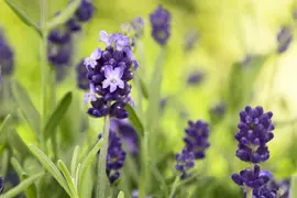 Lavandula angustifolia (Spijklavendel) - afbeelding 80