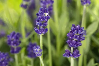 Lavandula angustifolia (Spijklavendel) - afbeelding 81
