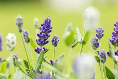 Lavandula angustifolia (Spijklavendel) - afbeelding 85