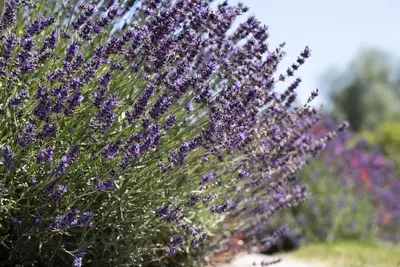 Lavandula angustifolia (Spijklavendel) - afbeelding 90
