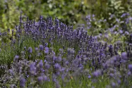 Lavandula angustifolia (Spijklavendel) - afbeelding 93