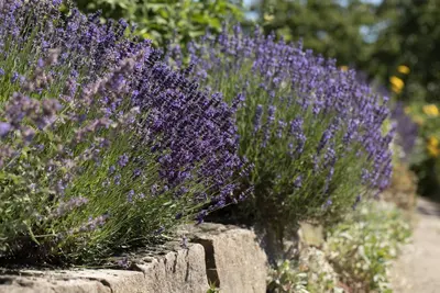 Lavandula angustifolia (Spijklavendel) - afbeelding 98