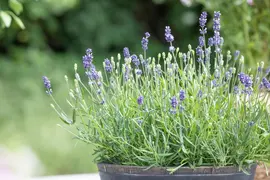 Lavandula angustifolia (Spijklavendel) - afbeelding 102