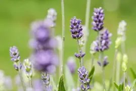 Lavandula angustifolia (Spijklavendel) - afbeelding 109