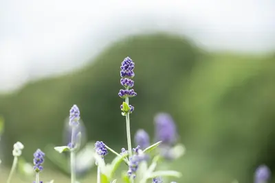 Lavandula angustifolia (Spijklavendel) - afbeelding 112
