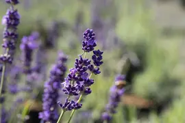 Lavandula angustifolia (Spijklavendel) - afbeelding 116