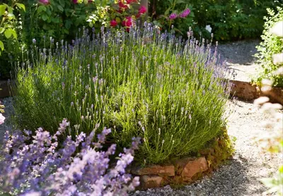 Lavandula angustifolia (Spijklavendel) - afbeelding 6