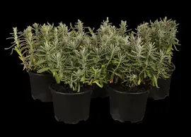 Lavandula angustifolia (Spijklavendel) - afbeelding 2