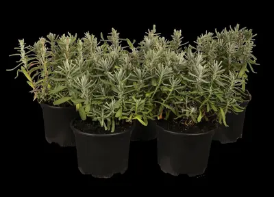 Lavandula angustifolia (Spijklavendel) - afbeelding 2