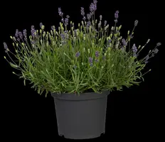 Lavandula angustifolia (Spijklavendel) - afbeelding 111