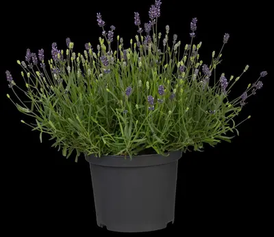 Lavandula angustifolia (Spijklavendel) - afbeelding 111