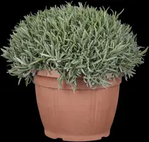 Lavandula angustifolia (Spijklavendel) - afbeelding 9