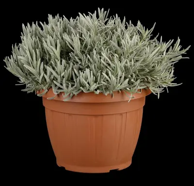 Lavandula angustifolia (Spijklavendel) - afbeelding 118
