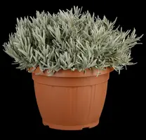 Lavandula angustifolia (Spijklavendel) - afbeelding 118