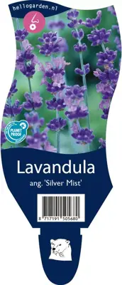 Lavandula (Lavendel) - afbeelding 1