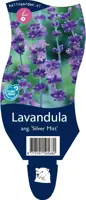 Lavandula (Lavendel) - afbeelding 1