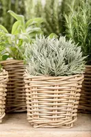 Lavandula (Lavendel) - afbeelding 19