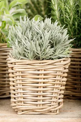 Lavandula (Lavendel) - afbeelding 17