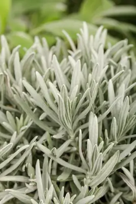 Lavandula (Lavendel) - afbeelding 1